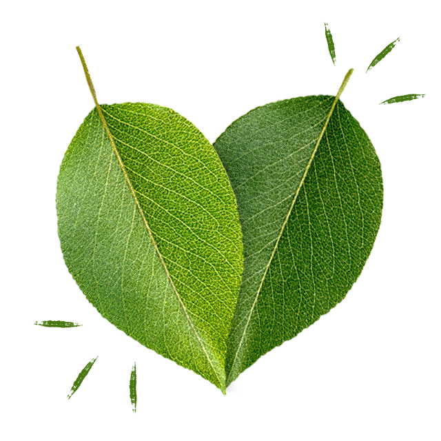 two overlapping leaves